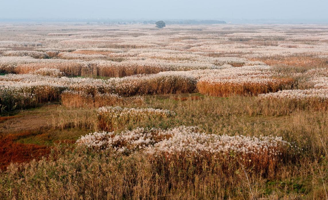 洞庭湖芦苇